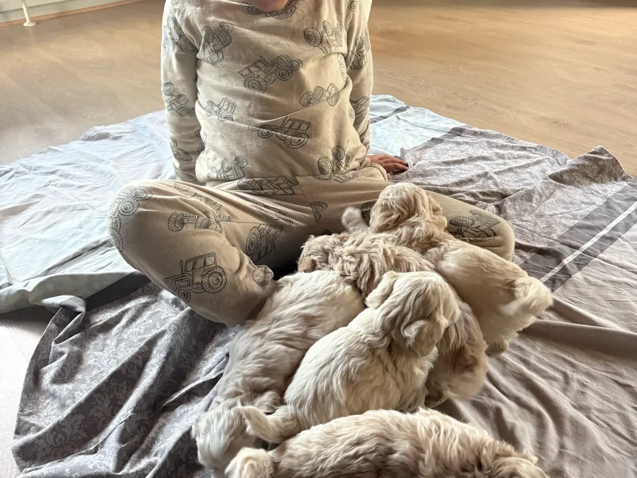 Billede 6 - Maltipoo og bichon maltet