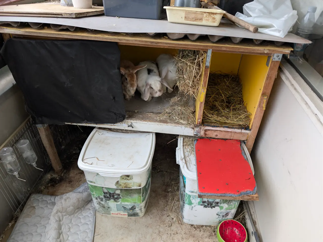 Billede 1 - KANINBUR 🐰 