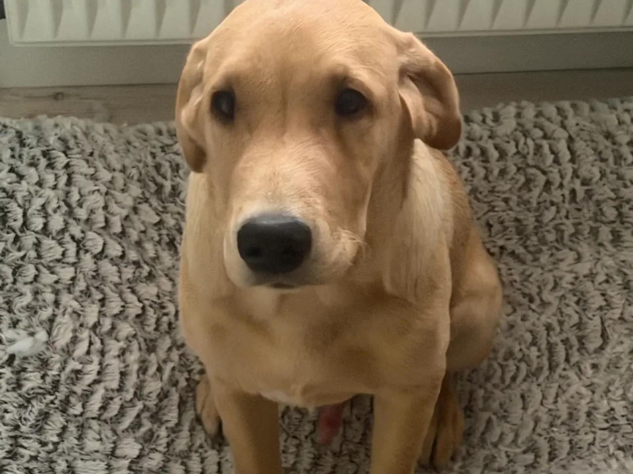 Billede 1 - Formel 1 labrador 