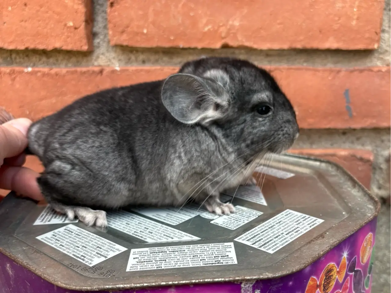 Billede 1 - HUN chinchilla