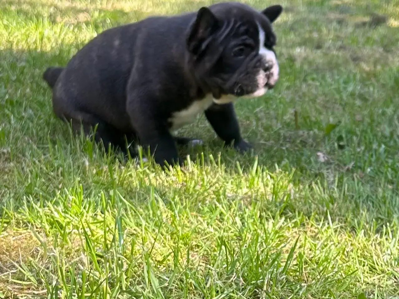 Billede 5 - Fransk bulldog blanding