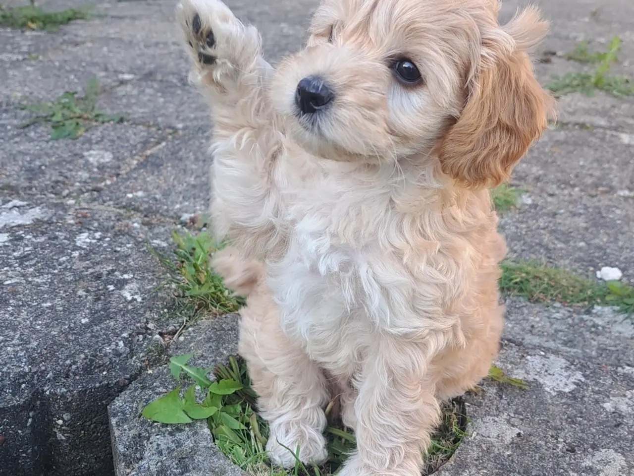 Billede 1 - Maltipoo hvalp puddel - maltipoo