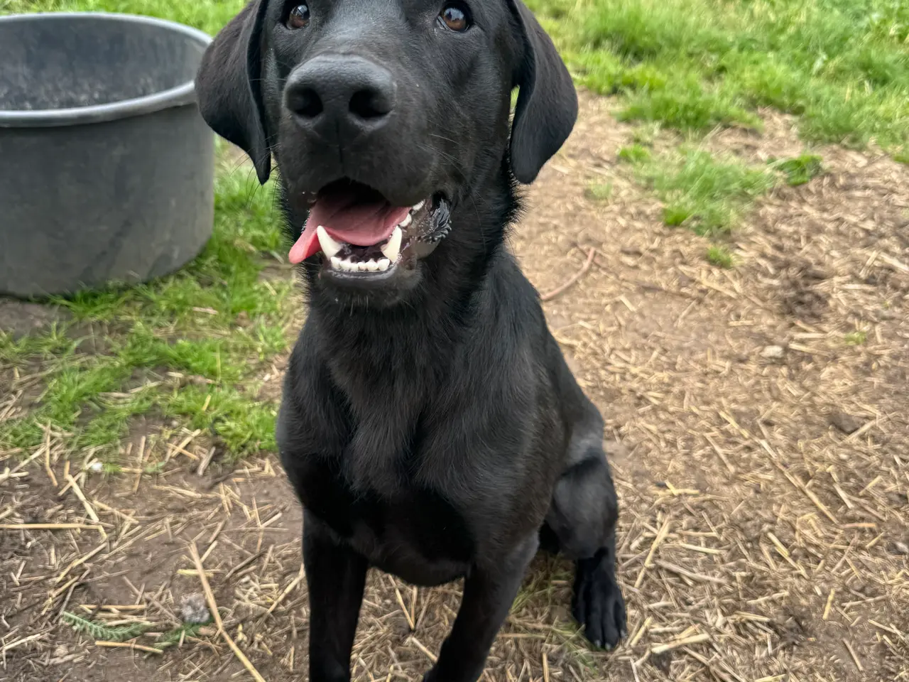 Billede 1 - Labradorblanding han 9 måneder