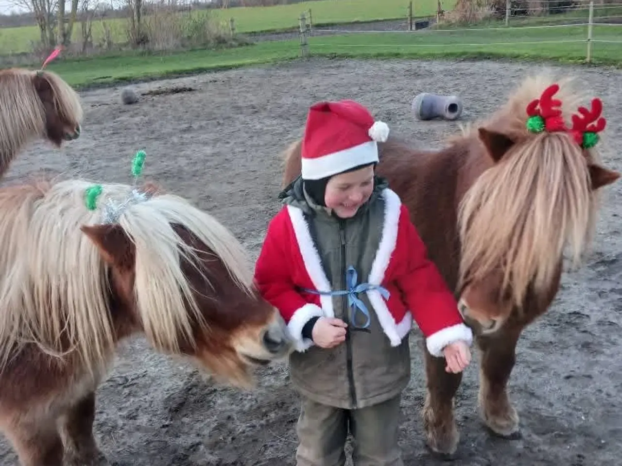 Billede 6 - Sødeste shetlandspony hingst sælges
