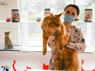 Renracet Maine Coon hankat til parring