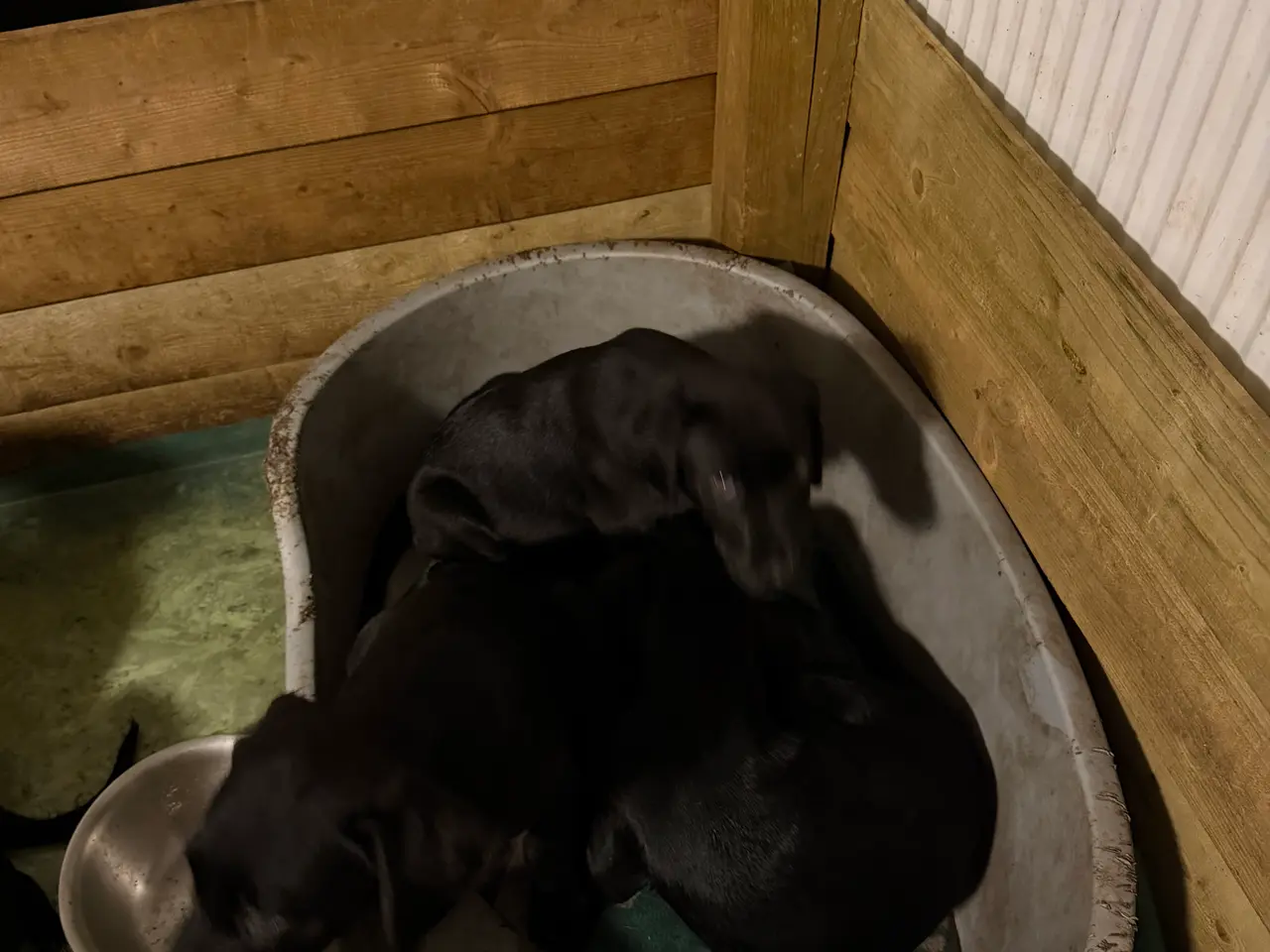 Billede 2 - Labrador Formel 1 / Bicton