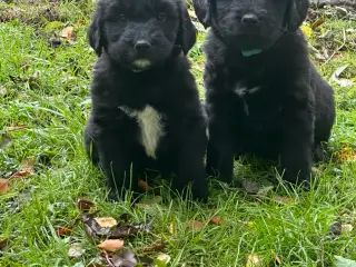 Golden Doodle