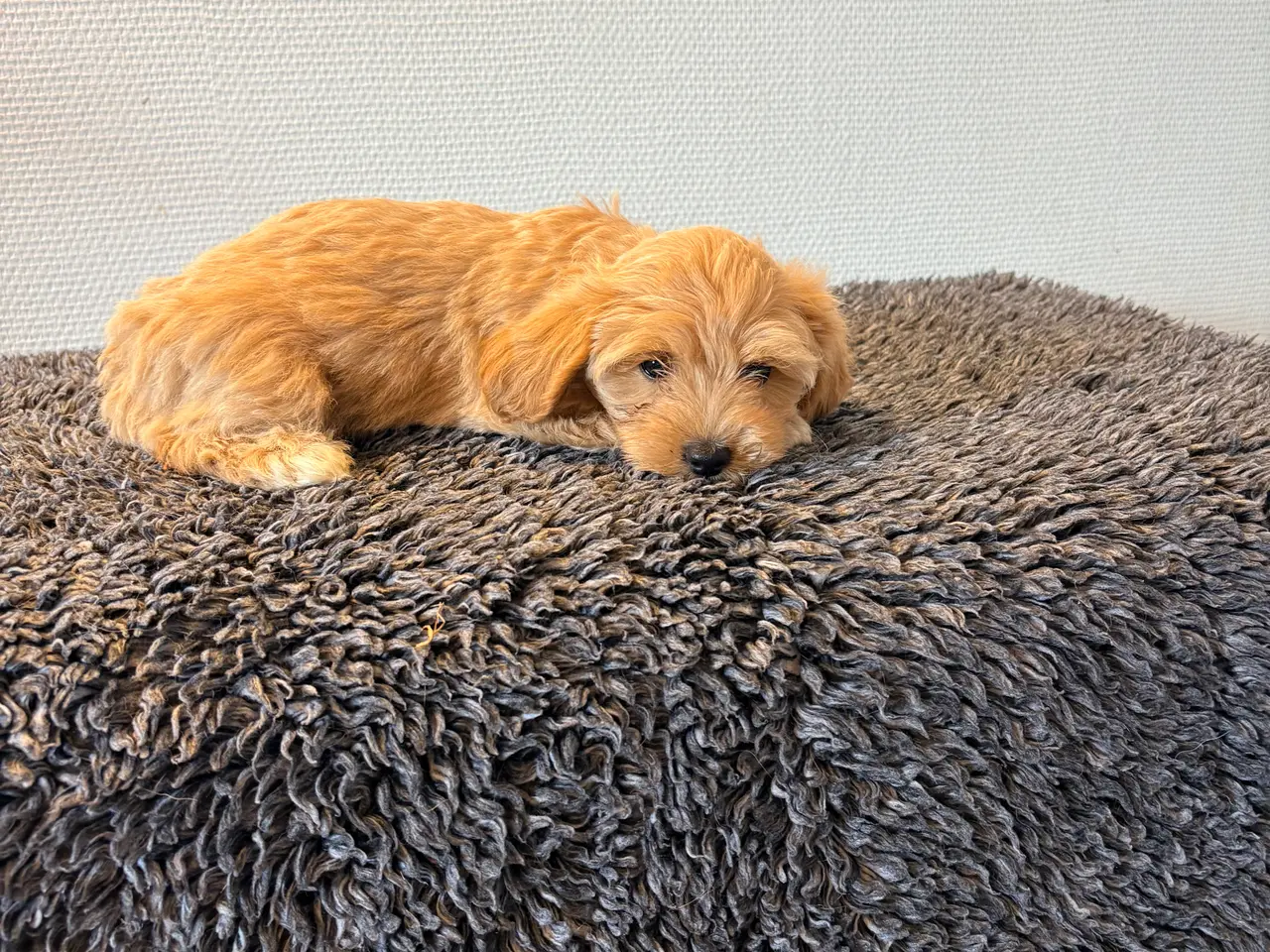 Billede 8 - Maltipoo