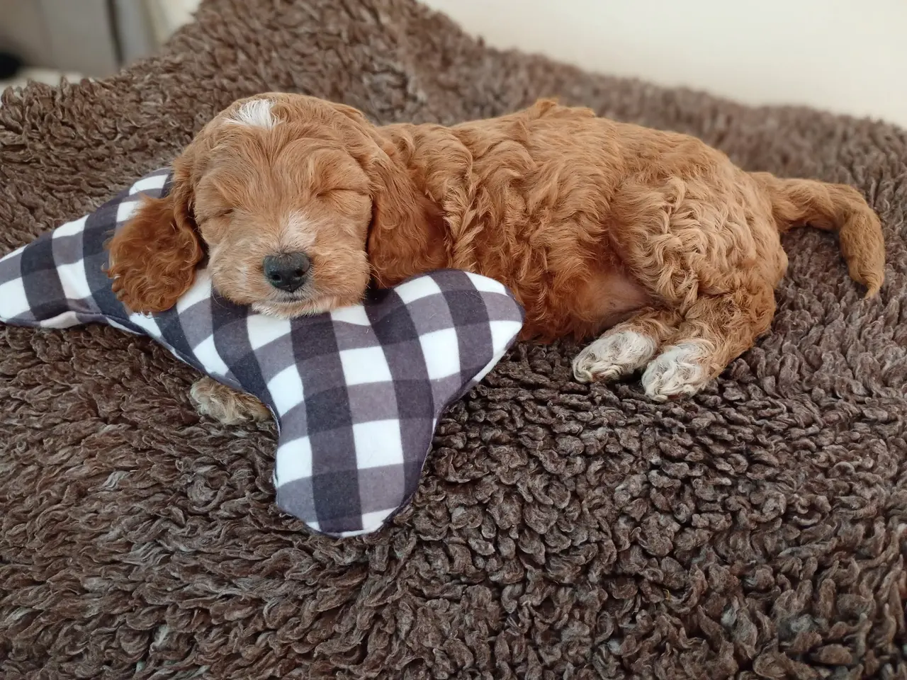 Billede 3 - Coackapoo hvalpe(50% cocker spaniel og 50% puddel)