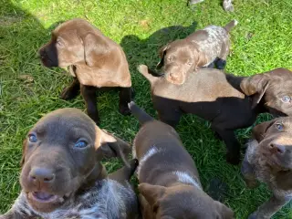 Tysk korthåret hønsehund