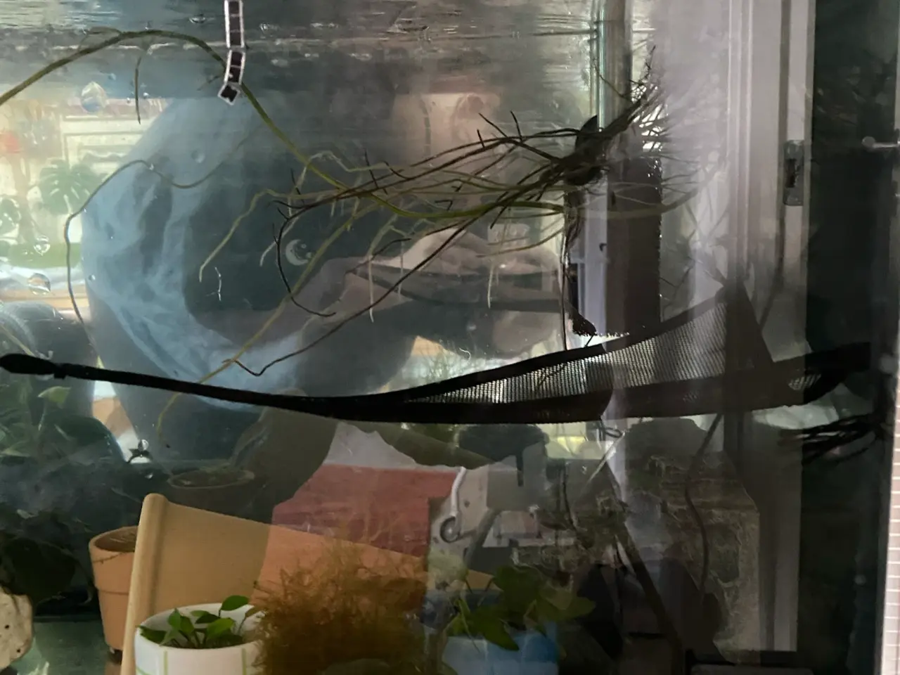 Billede 12 - Akvarie m. Tilbehør - perfekt til axolotler