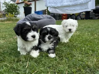 5 Søde hundehvalpe 