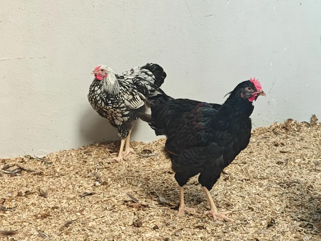 Billede 4 - Wyandotter og barnevelder