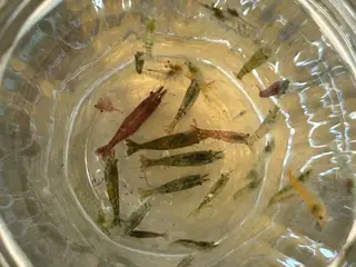 🦐 Neocaridina rejer – blandede 5stk | GLS