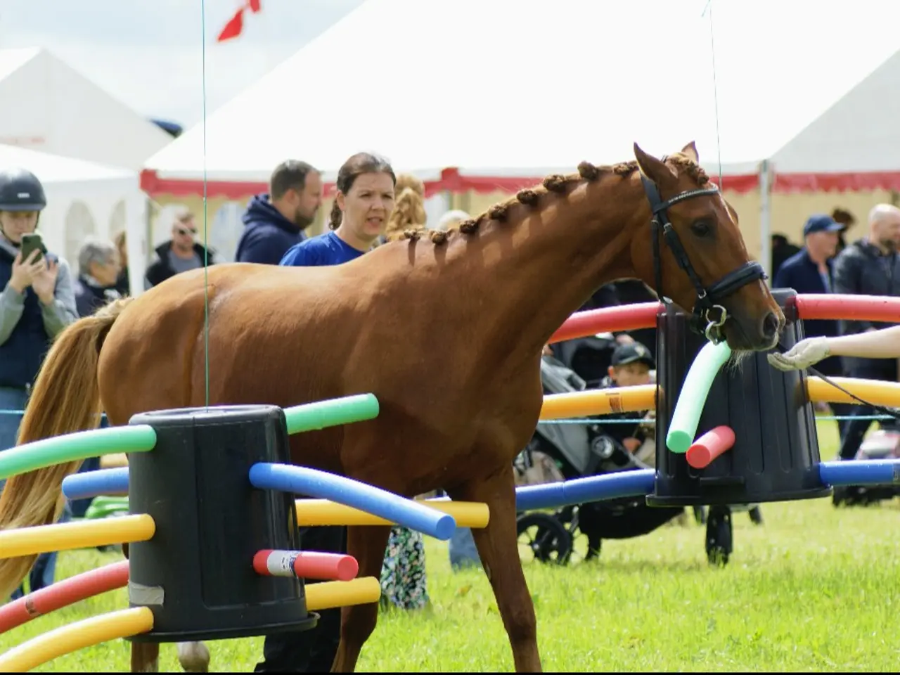 Billede 10 - Dansk Sports pony kat. 1