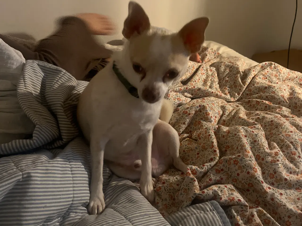 Billede 3 - Chihuahua