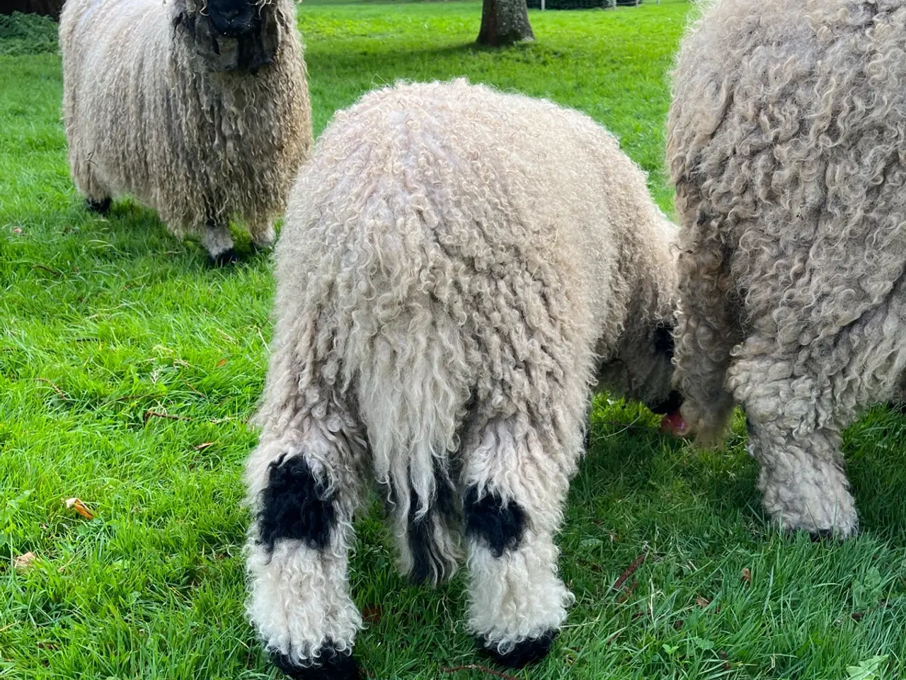 Billede 7 - Valais Blacknose væddere/Gimmere