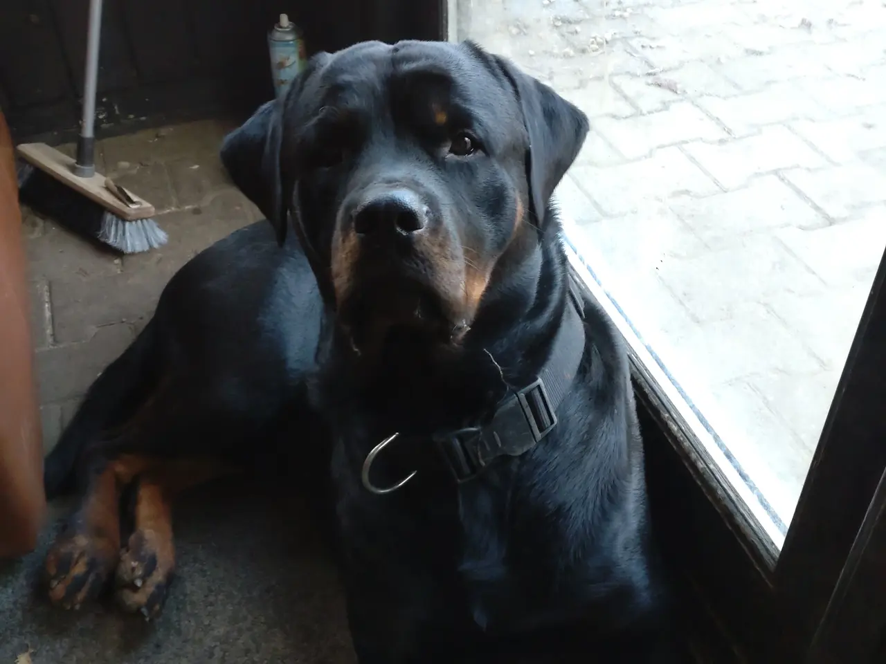 Billede 3 - Rottweiler/labrador hvalpe