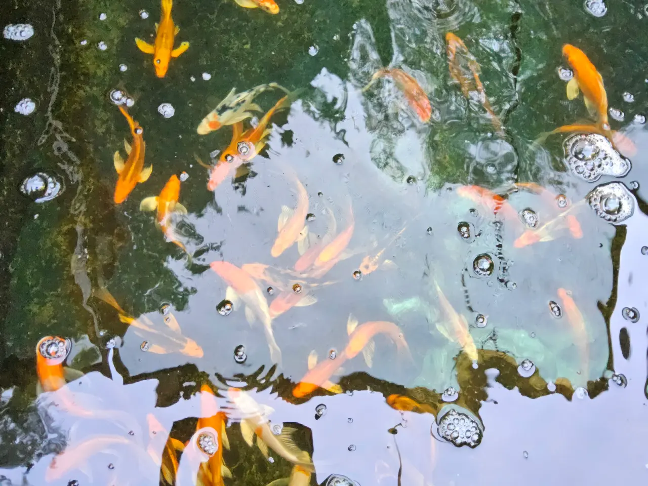 Billede 3 - Butterfly Koi