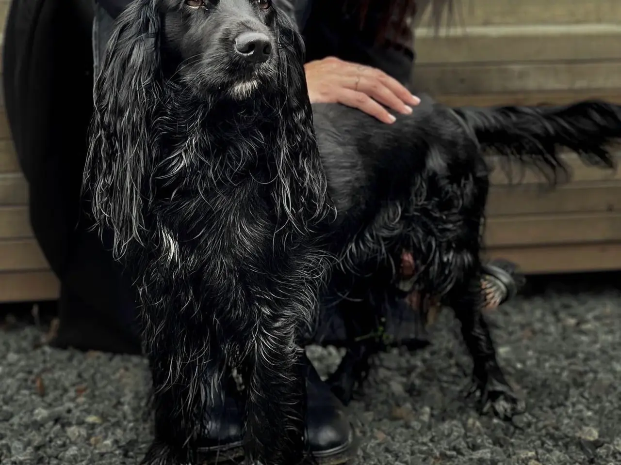 Billede 3 - Hundehvalpe Cocker spaniel