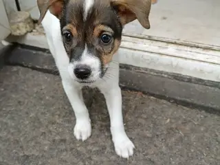 🐶❤️ De sidste 2 drenge søger deres nye familier ❤
