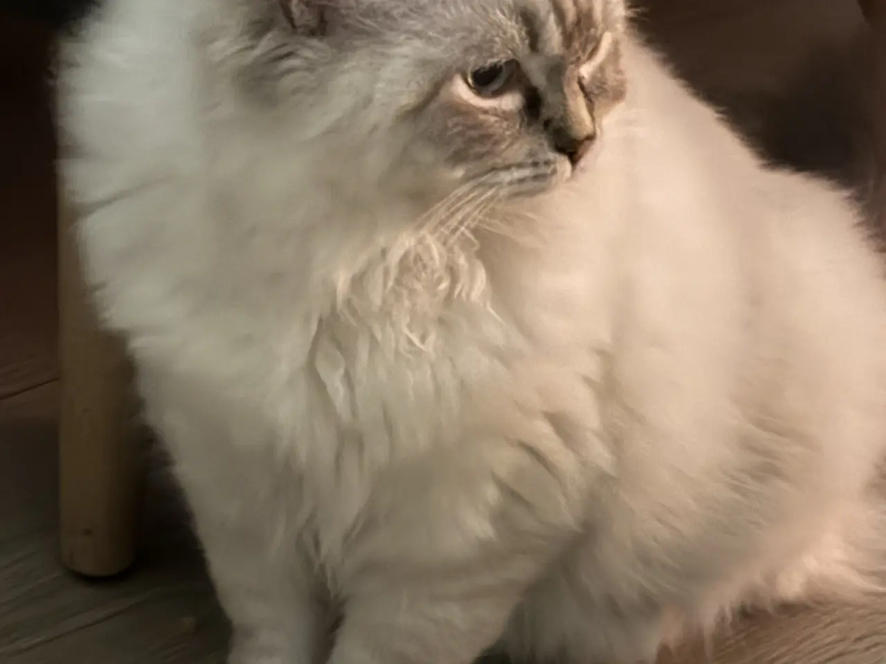 Billede 1 - Ragdoll killing