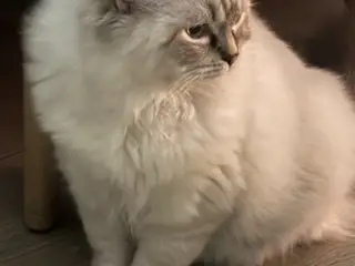Ragdoll killing 