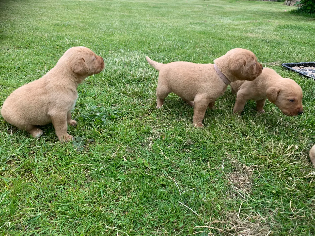 Billede 6 - Labrador hvalpe 