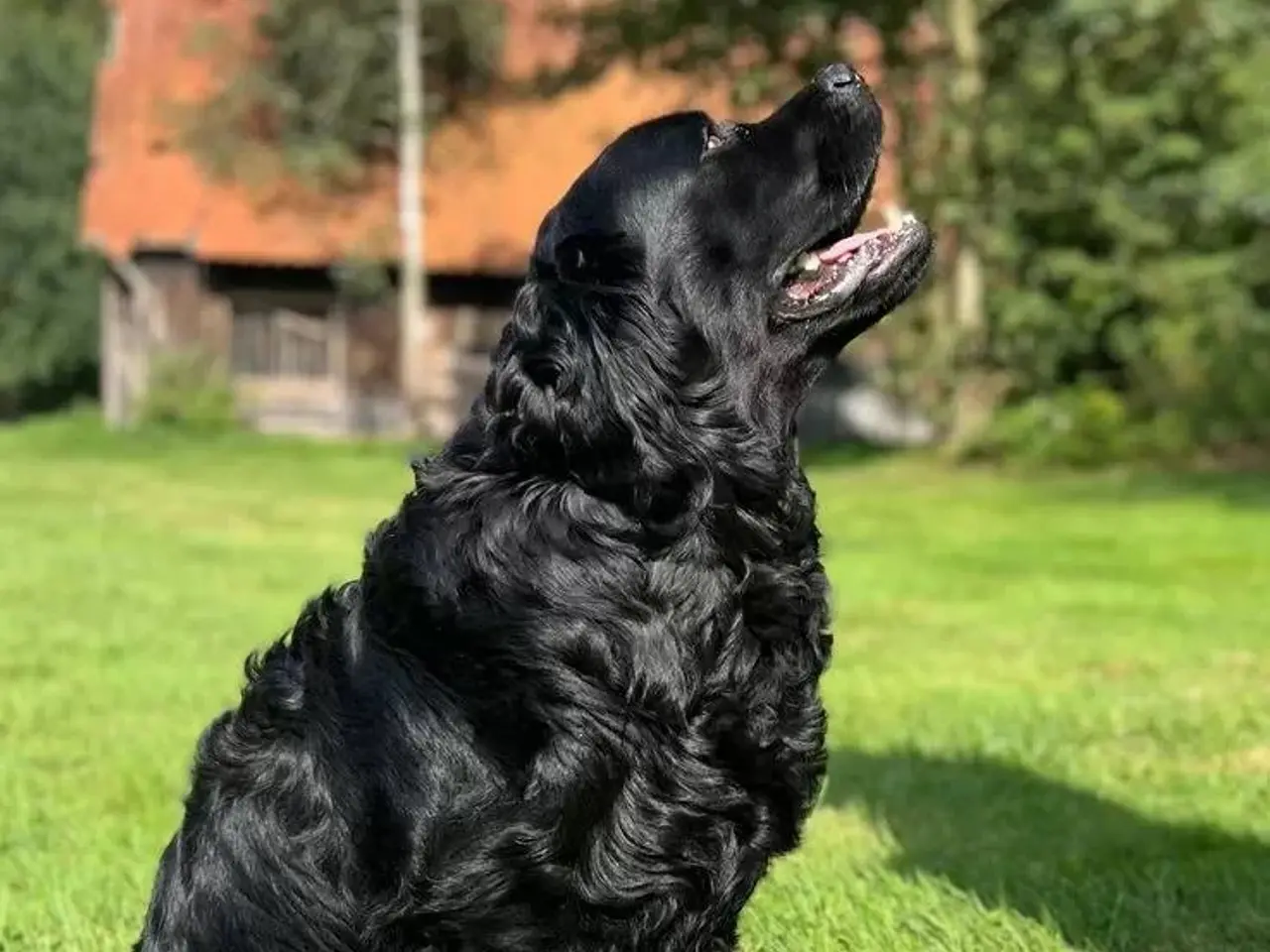 Billede 9 - Hvalpe - Golden/labrador Retriever blandinger