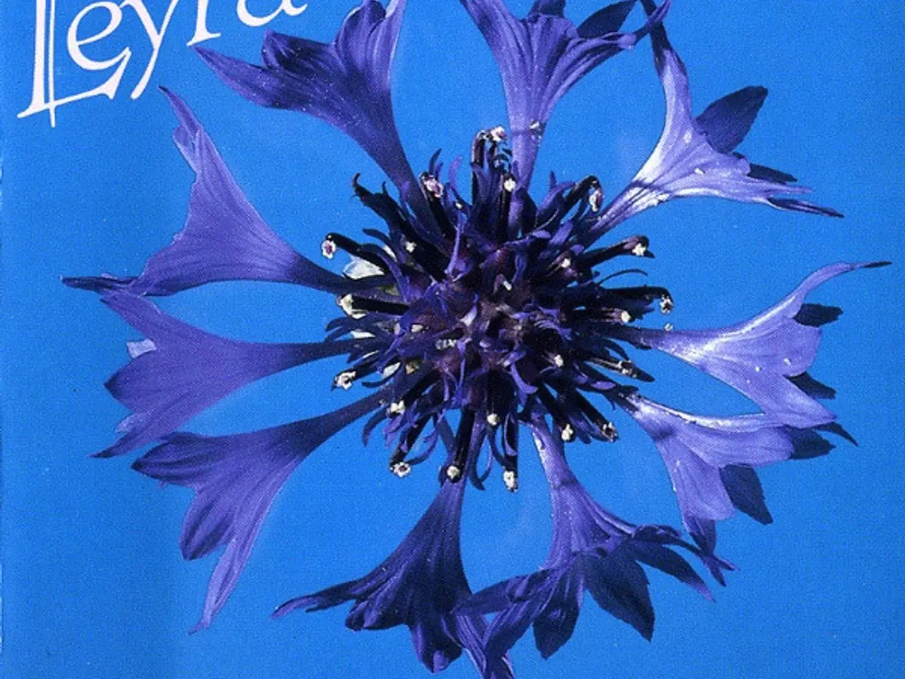 Billede 1 - Leyra – La Fleur Bleue – CD