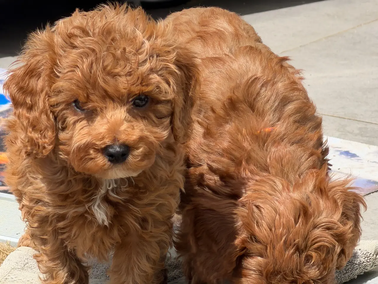 Billede 8 - 🐾✨ Skønne Mini Maltipoo hvalpe klar juli/August