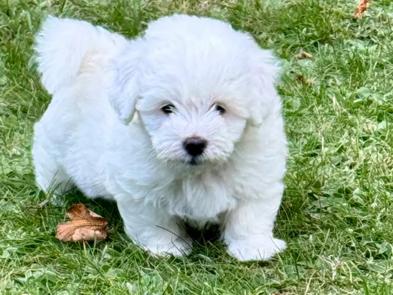 Billede 11 - Coton de tulear/havaton blanding