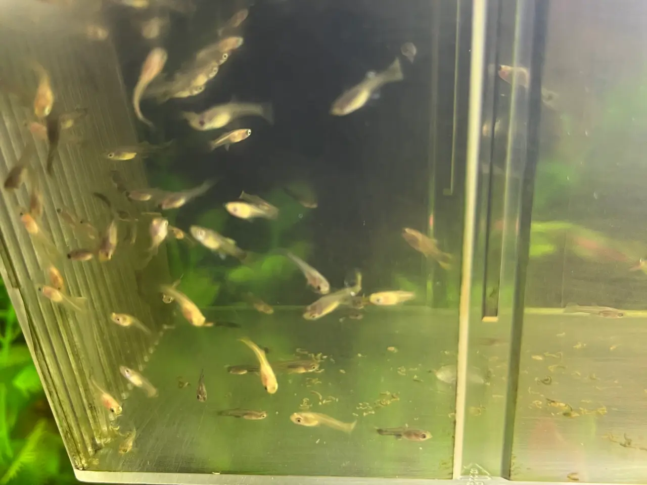 Billede 8 - Guppy mix Fisk unger 