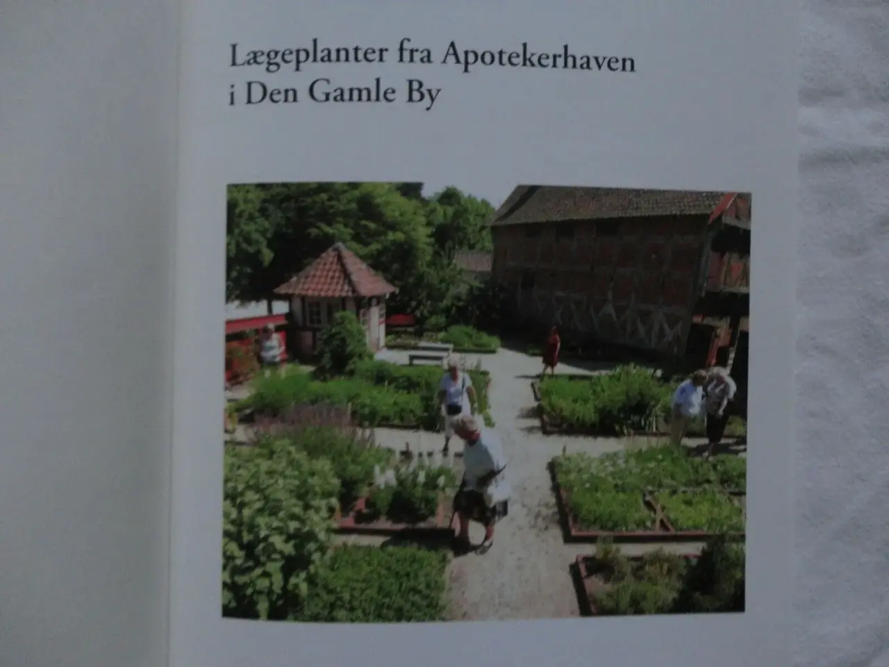 Billede 4 - Lægeplanter fra Apotekerhaven i Den Gamle By :