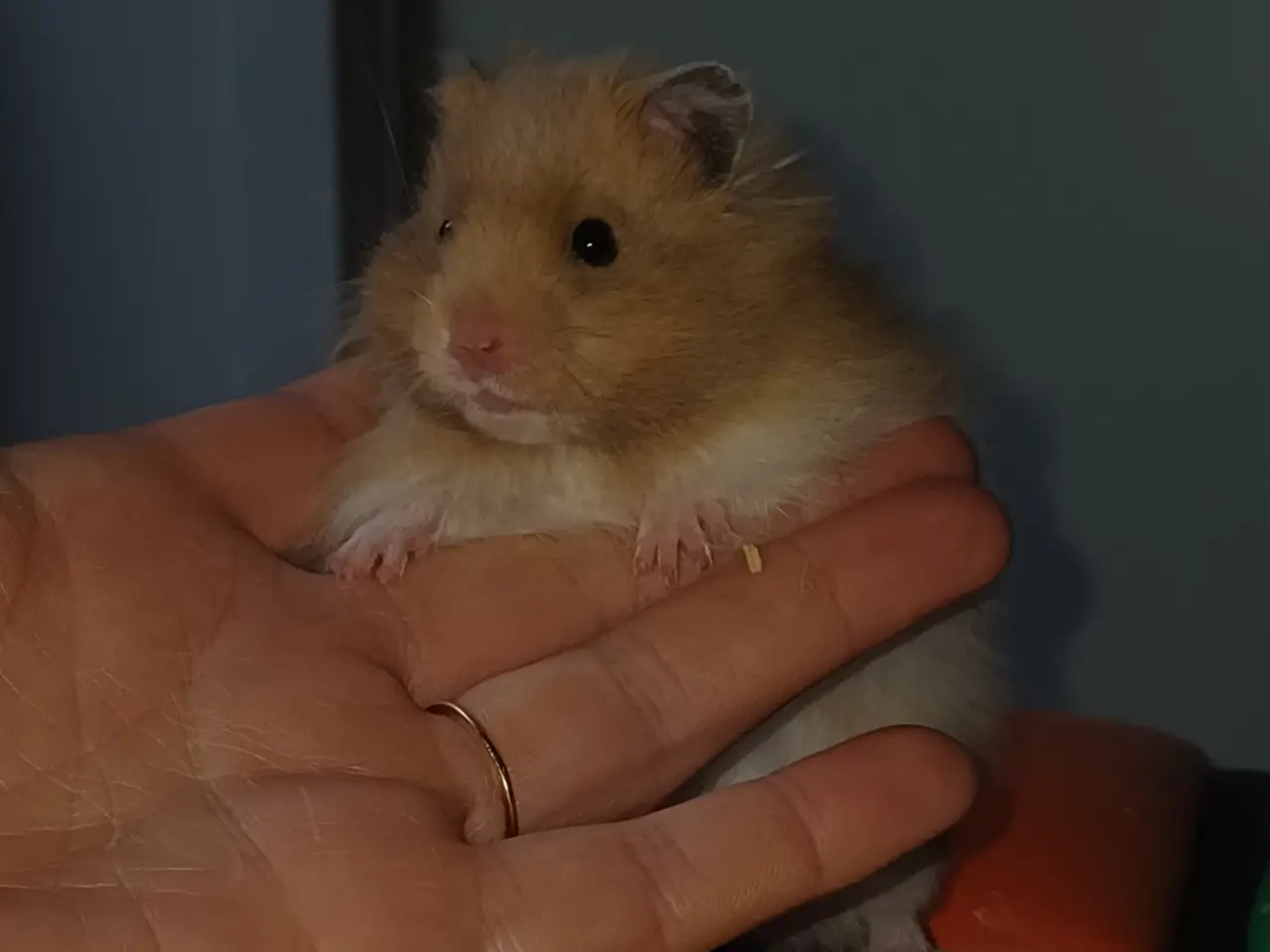 Billede 2 - Guldhamster unger (langhårede)