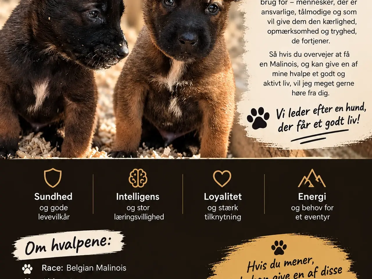 Billede 1 - 🐶 Belgisk Mallinois hvalpe 🐶