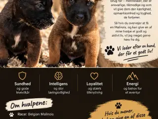 🐶 Belgisk Mallinois hvalpe 🐶