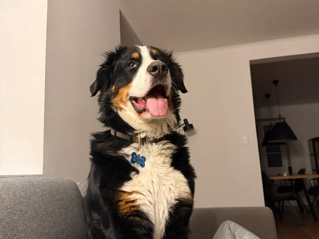 Billede 3 - Berner sennen han hund til parring