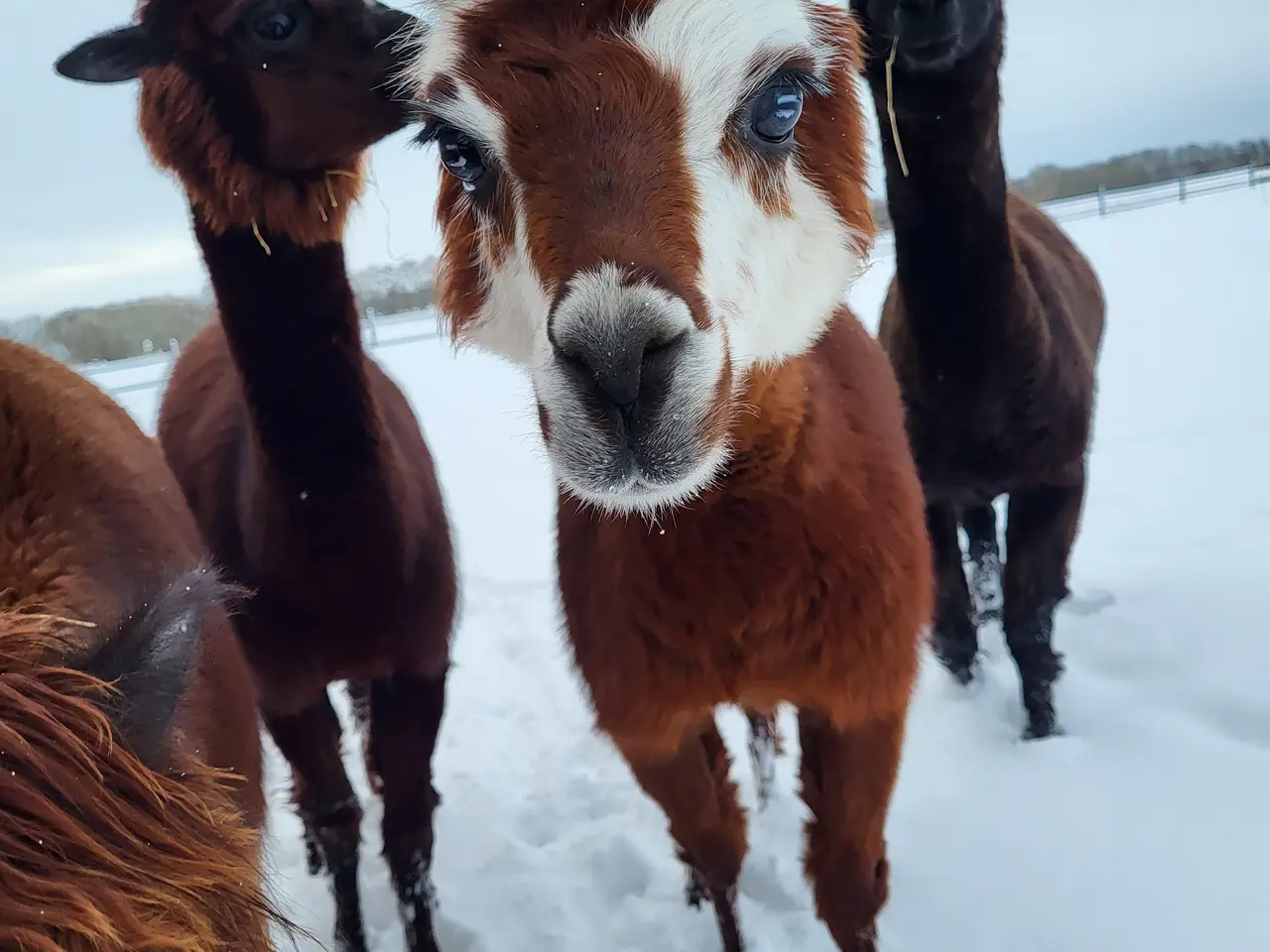 Billede 7 - Alpacaer 4 stk 
