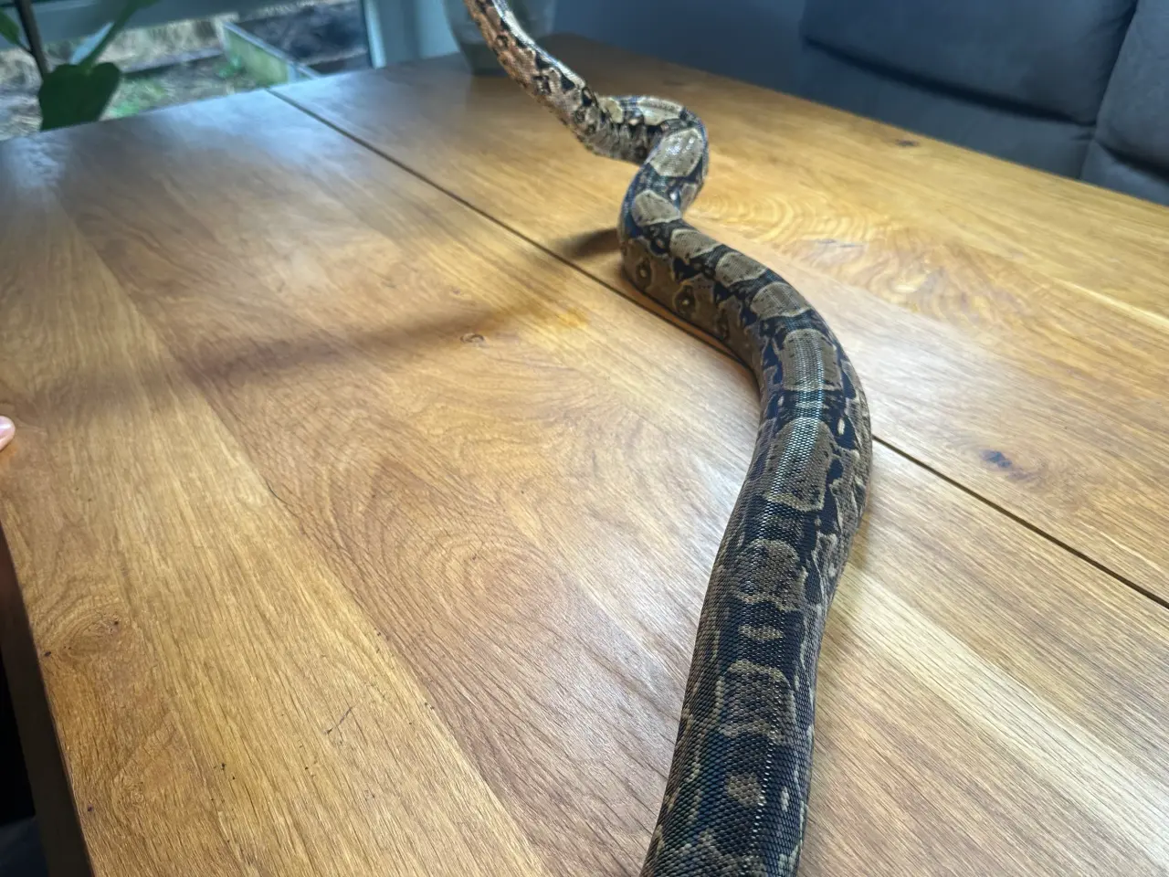 Billede 11 - Boa1.0wildtype100%het leopard100%het Albino kahl