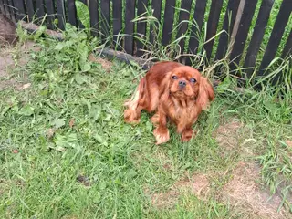 Laika m stambog