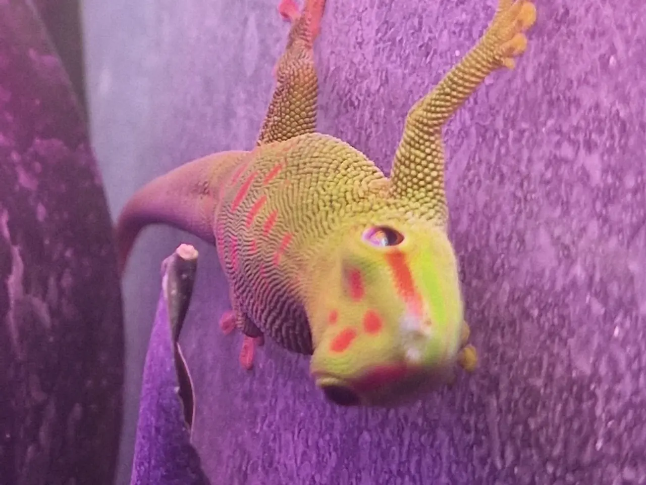 Billede 1 - Phelsuma Grandis unger 