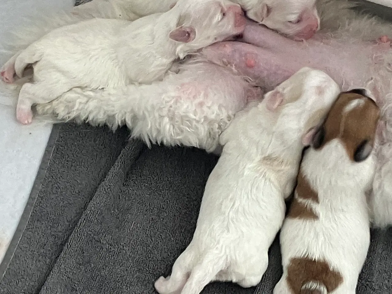 Billede 1 - De sødeste coton de tulear hvalpe sælges - Stueopd