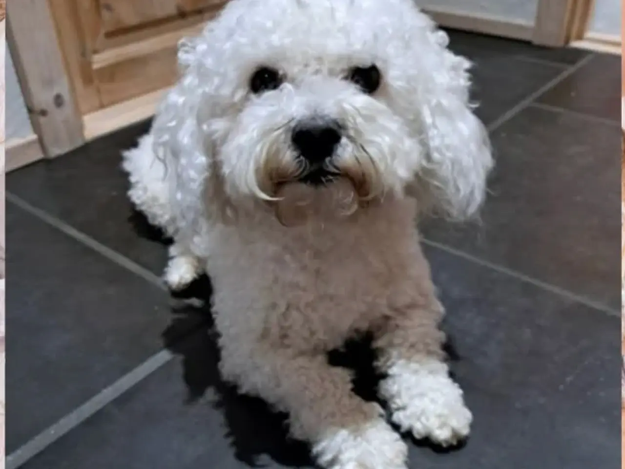Billede 8 - Wee-Chon skøn blanding med Westie og Bichon Frisé