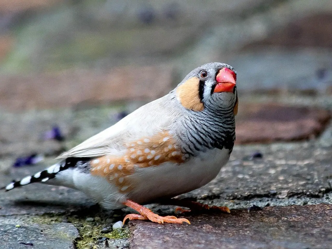 Billede 1 - XL Zebrafinker