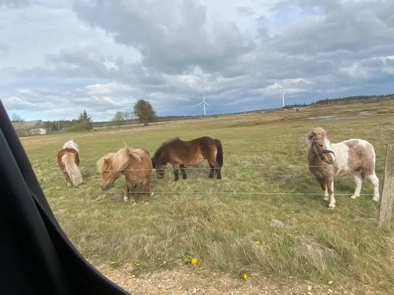 Billede 3 - Mindre ponyer købes