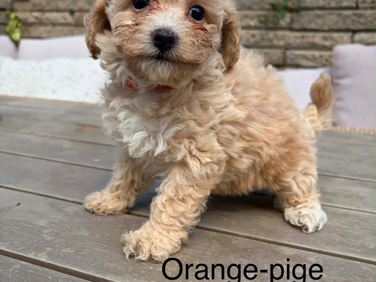 Billede 6 - Maltipoo salgsklar 8 uger fredag