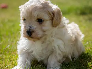 Maltipoo drenge søger nye familier💙 - 3