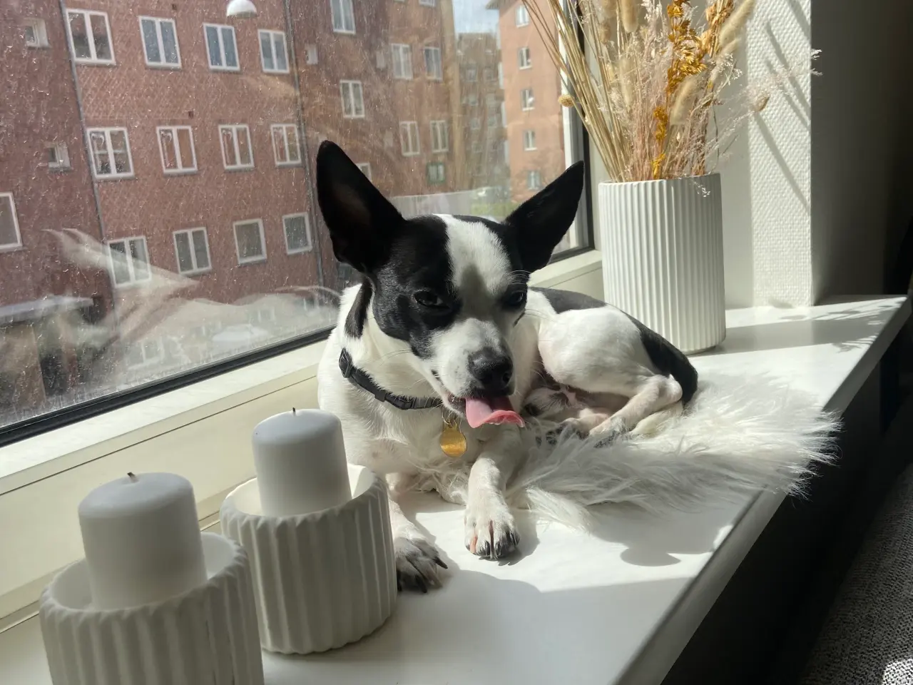 Billede 7 - Milo søger en date med tæve