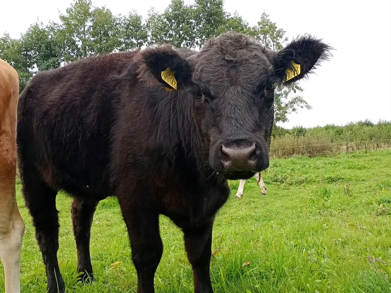 Billede 3 - Angus-Galloway-kvie fra 2025